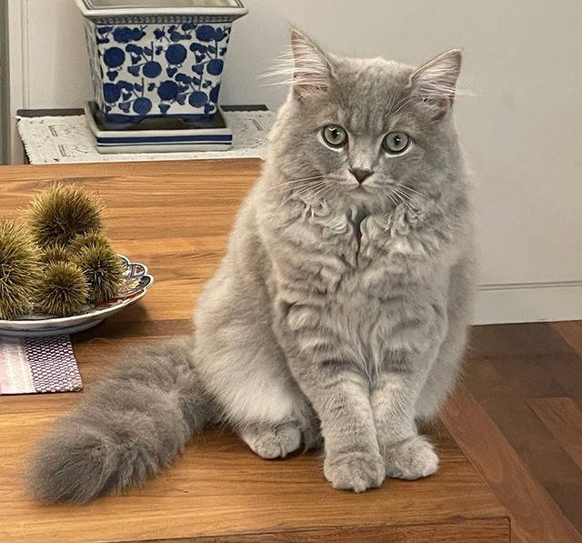 サイベリアン特集5 23現在在店中のゴージャスにゃんこ！最新動画付き！マルワンBLOGペットショップ マルワン 小さめ子犬 美形な子猫初心者安心のサポート