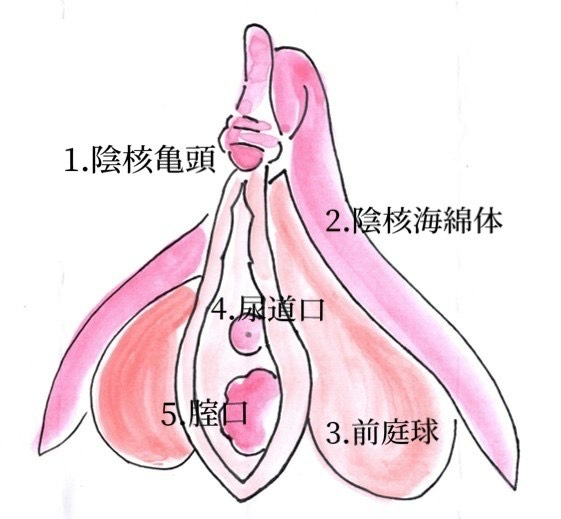 クリトリス包茎 | 婦人科形成なら城本クリニック