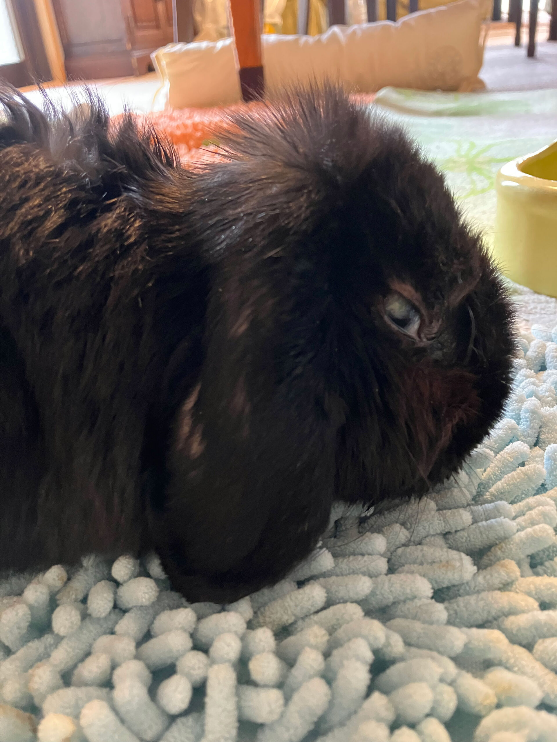 おそらくその平凡こそ幸せ 猫と私と家族の日常 - クロちゃん Powered by ライブドアブログ