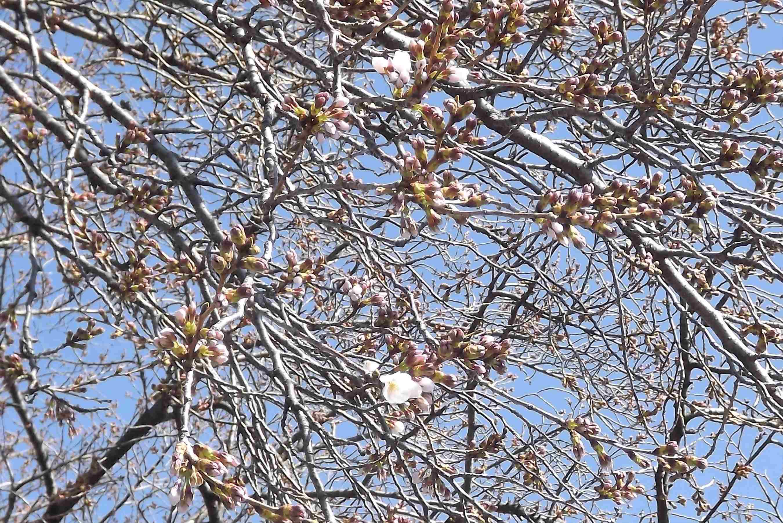 桜×カップルフォトまとめ🌸.*・ﾟ ㅤㅤㅤ ୨୧ ୨୧ ㅤㅤ Lovegraphで撮影した過去のお写真を毎晩投稿❁︎ ㅤㅤㅤカップル・ウェディング・ファミリー・プロフィール写真など様々なジャンルの撮影を受け付けています📸💫 ㅤㅤㅤ ご予約はプロフィールURLからどうぞ