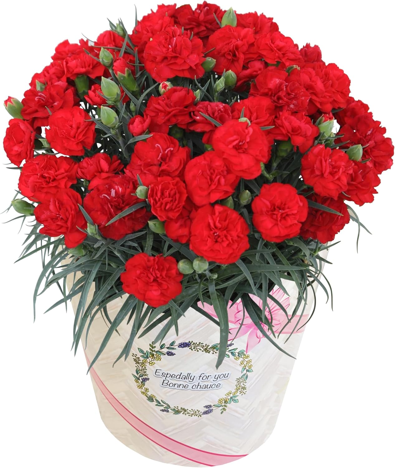 母の日 花 鉢植え カーネーション プレゼント 花鉢 母の日ギフト 母の日のプレゼントお父さんお母さんに贈りたい,お母さんに感謝の気持ちを安心と感動を送る！フラワーギフト 花のギフト社