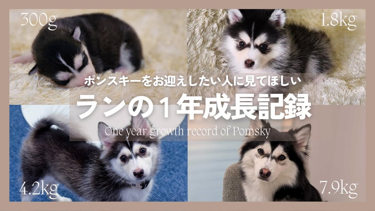 ポンスキー 赤ちゃんTikTok