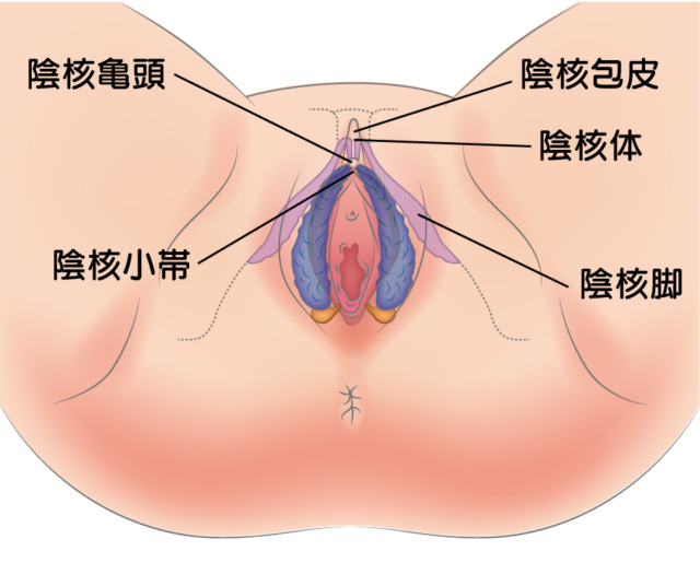 巨クリ】クリトリスがでかい！ 平均サイズや原因・対策方法を解説 | シンデレラグループ公式サイト