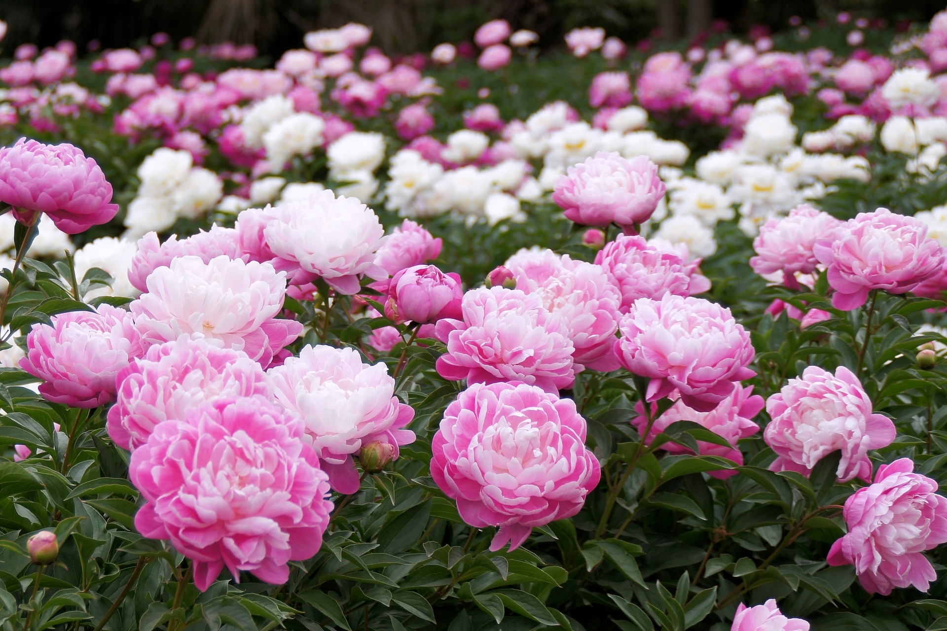 ４月１４日 ガーベラ - 今日の誕生花 - ラクハナBlog