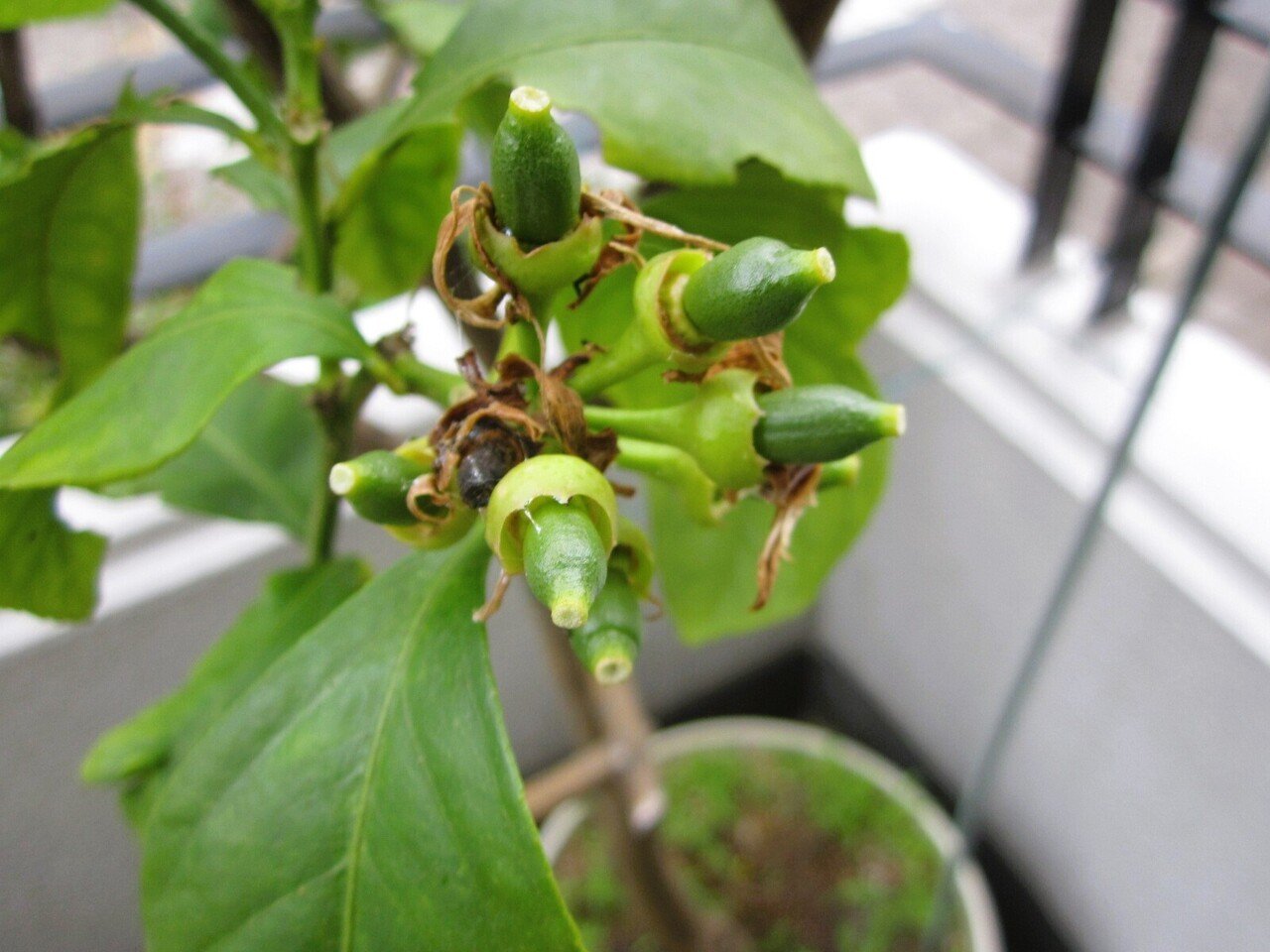 孤立した背景にレモンを食べる赤ちゃんの写真素材・画像素材 Image 2533141