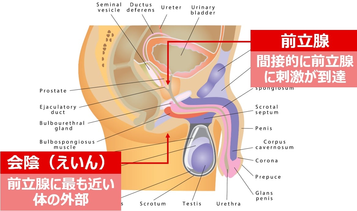 連続イキする会陰オナニーとは？魅力と危険性とやり方5個 | STERON