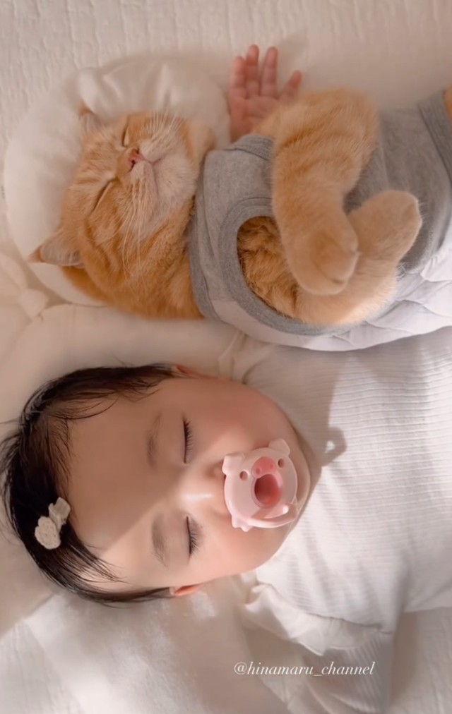 猫と赤ちゃんの関係が尊い😭🙏赤ちゃんと猫赤ちゃんのいる生活TikTok