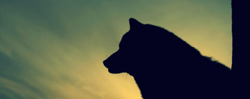 豪華声優出演の「スーパー桃太郎」動画公開が公開アニメイトタイムズ