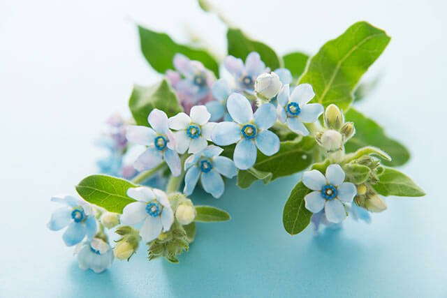 結婚記念日のお祝いに最適な12の花とその花言葉ELLE mariageエル・マリアージュ