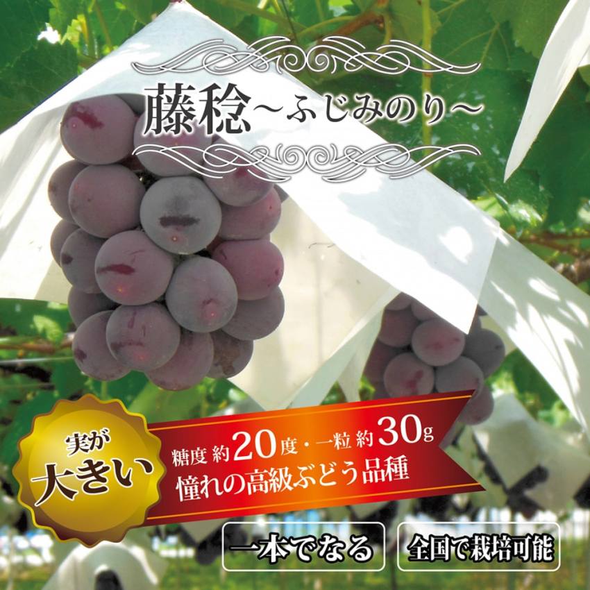 藤稔 ふじみのり– 桃山ぶどう園