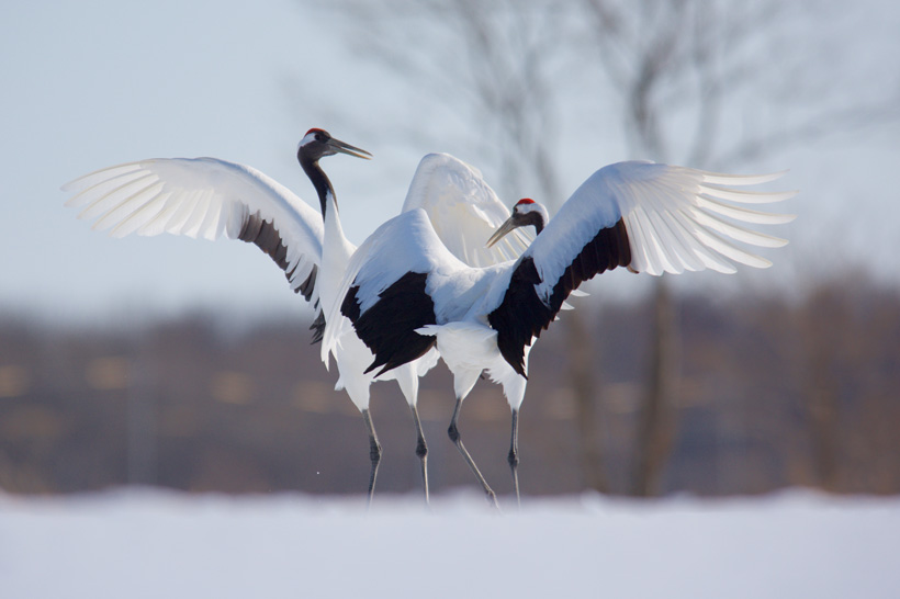 鳥 ダンス 踊る オスのイラスト素材 - PIXTA