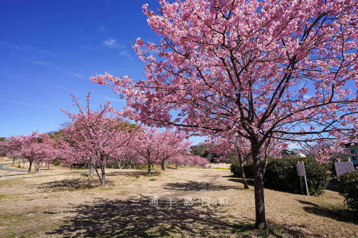 2025 東京都内の「河津桜」おすすめスポット13選 名所厳選＆見頃も！いこーよニュース