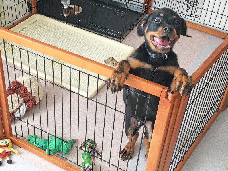 犬を迎えてから室内フリーまでの道のり!我が家の変化の様子を図面付きで解説しますゆうばーばのわん情報