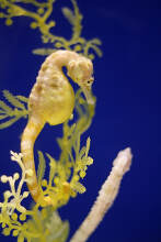 楽天市場 十四代 大極上生 純米大吟醸 龍の落とし子 720ml 日本酒 2024年12月詰 : ケーオーリカーズ