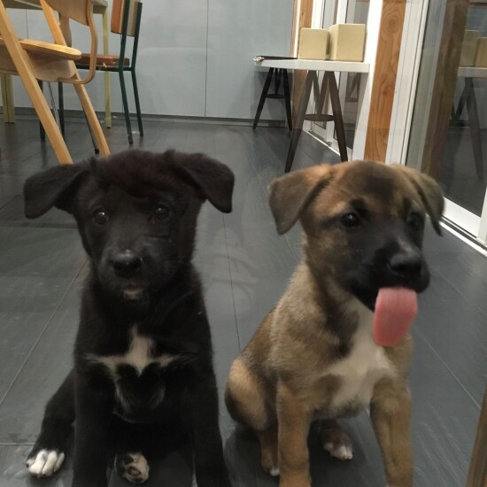 可愛い！北海道犬４匹の子犬が産まれたよ国の天然記念物北海道犬を守り続ける想いとは