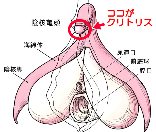 クリトリスを拡張・増大する方法｜簡単にできるクリ育の手順とは