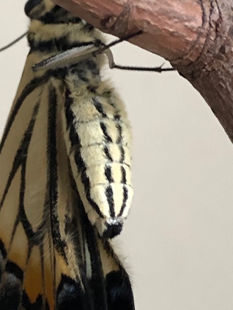 祝言に欠かせないのが雄蝶雌蝶 おちょうめちょう 。 かつては10歳位までの男女の子供のお役でした。 昔は子供が夭折することが多く10歳位までは神様からの預かりものという考えから、 子供は神聖なものでもありました。 親族に適当な年齢の子供がいなければ村の中から選