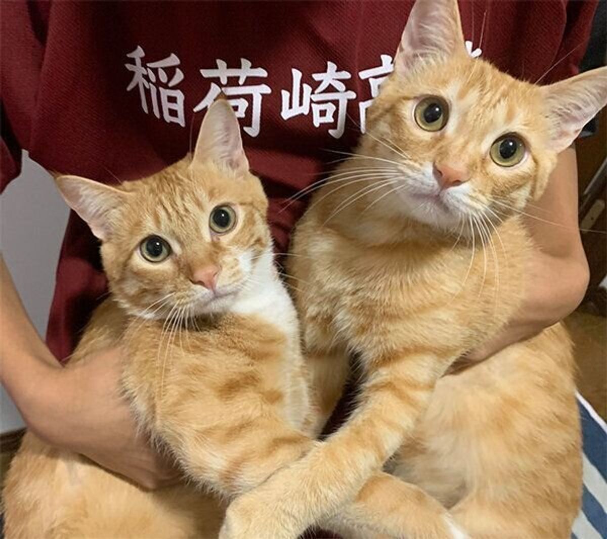 仲良しな兄弟猫の写真素材14057179- PIXTA