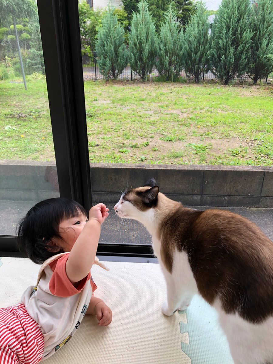 猫と赤ちゃん シール遊びにハマる赤ちゃんと興味津々の猫 きぃとカリンのすくすく日記にゃっぷる 猫動画 育児 猫と赤ちゃん ねこのいる生活 猫ねこ 日常 保護猫