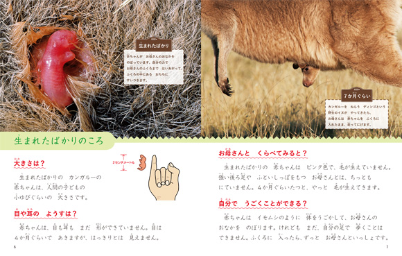 G8動物図鑑13 カンガルー株式会社GEAR8