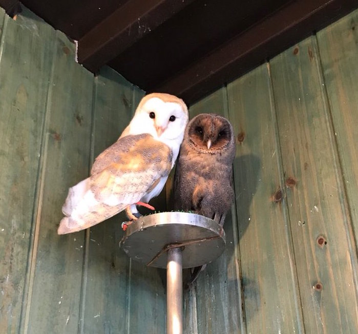 ハリーポッターにも登場するシロフクロウってどんなフクロウ？特徴や飼い方を紹介