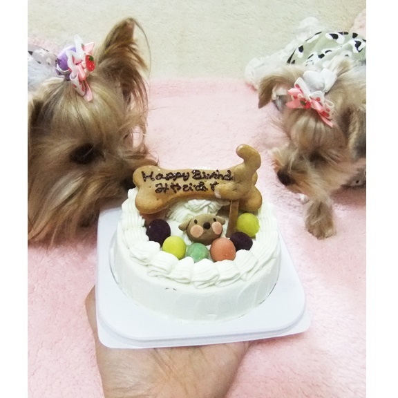 手作りケーキで いくらハーフバースデー - いくらいふ