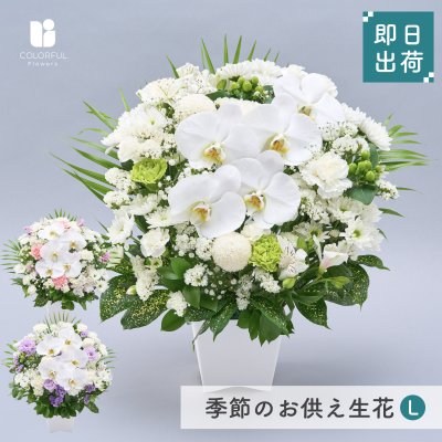 スナックのママさんの誕生日プレゼントに人気！上品で美しいダイヤモンド胡蝶蘭7本立て84輪以上