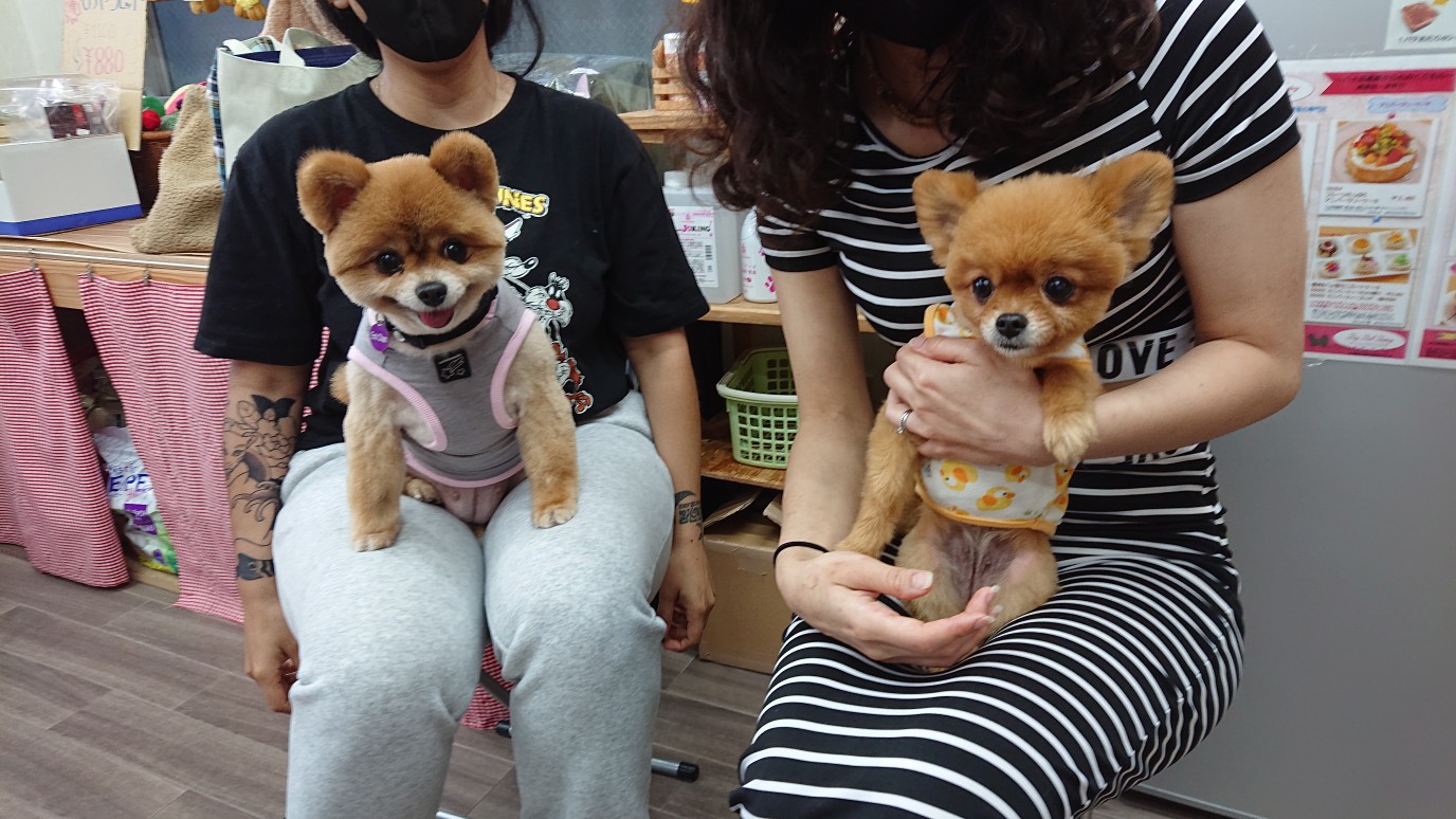 トムとジェリージェリーのいとこのマッスル登場WB Kids