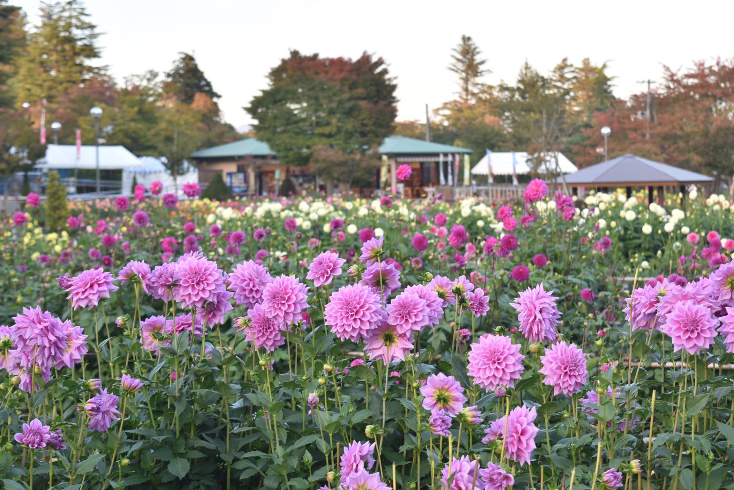 皇帝ダリアが咲いてます☆ – 中田中央公園｜横浜市泉区の野球場のある公園