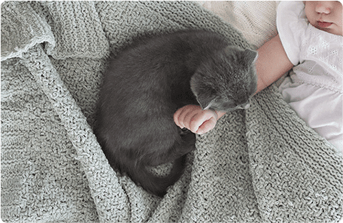 昼寝中の赤ちゃん すると母猫が子猫をくわえてやってきて？ 「かわいすぎる」 – grapeグレイプ