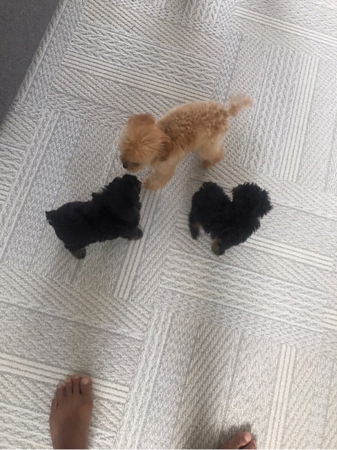 市川團十郎に反抗したら「ボコボコにされそう」長男と長女が“パパ”語る「筋肉ムキムキ」 - スポニチ Sponichi Annex 芸能