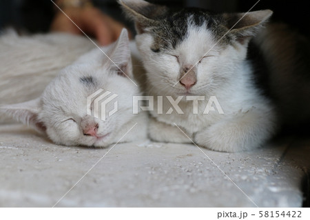 仲良し兄妹猫ちゃん💕 - あにまるガードあにまるガード