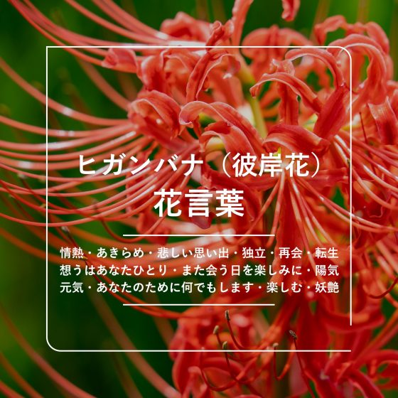 送料無料! 花言葉「 あなたは希望を持ちえる 」 バラの花束☆バラの花束 グリーンローズ花束☆ 緑のバラ誕生日 花記念日結婚祝い 花お祝い-ブルーマート - プレゼント＆ギフトのギフトモール