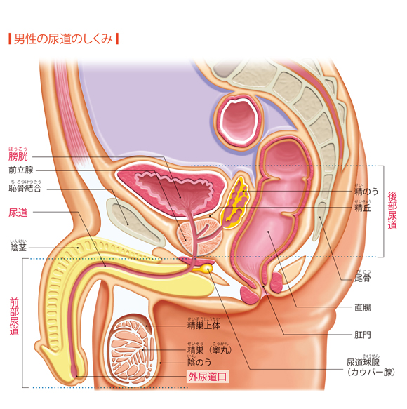 カウパー腺液の量」泌尿器科の相談。ココさん（45歳/女性）の投稿。【CARADA 健康相談】 