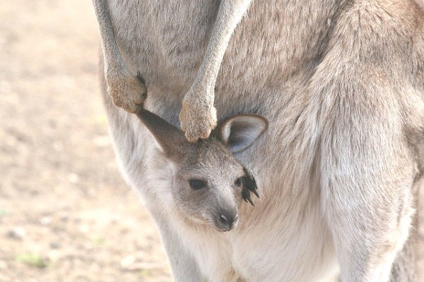 生後約3日のアカカンガルーの赤ちゃん 32240001022 の写真・イラスト素材アマナイメージズ