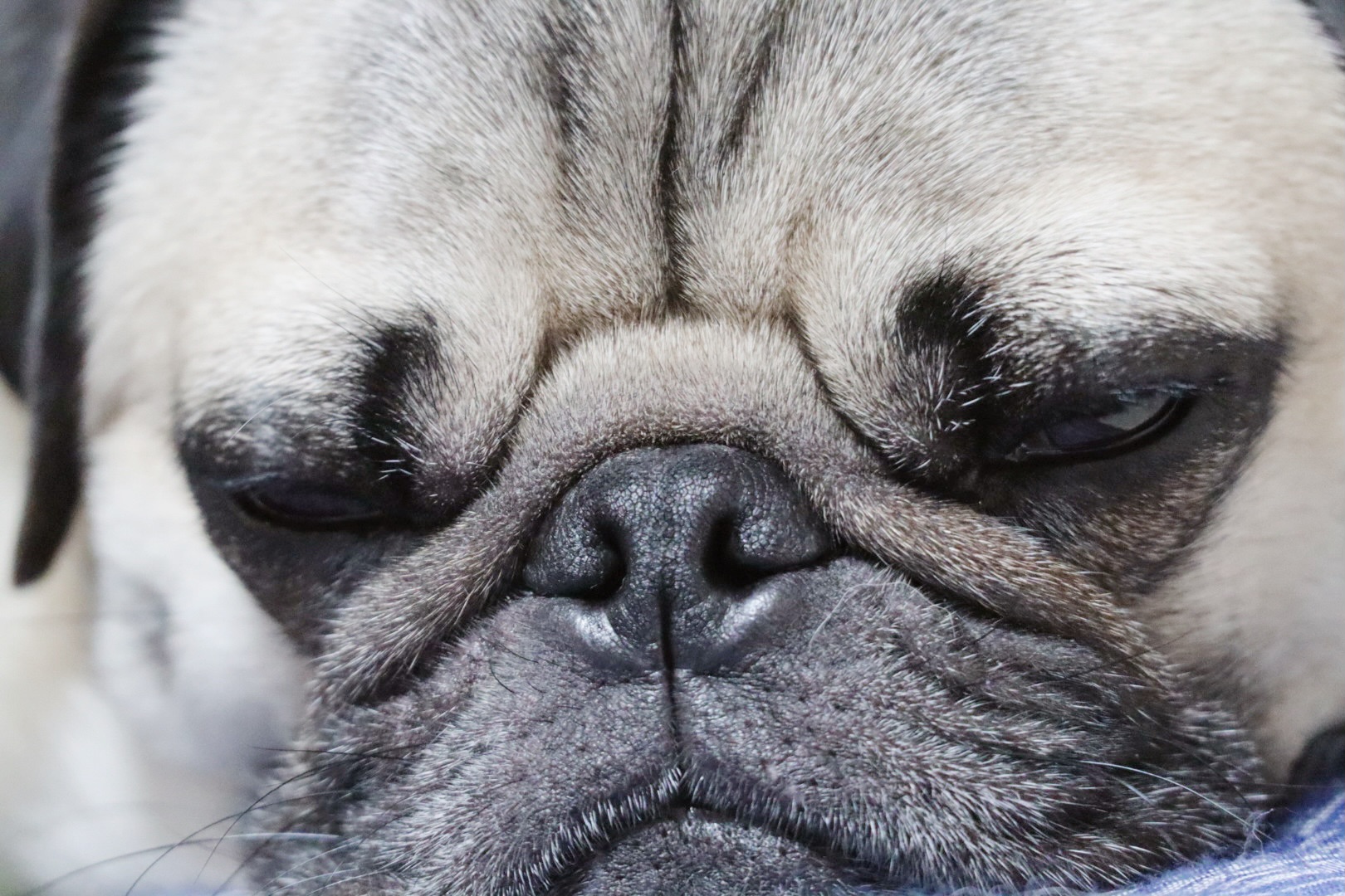 結婚できない男 : amo il cinema