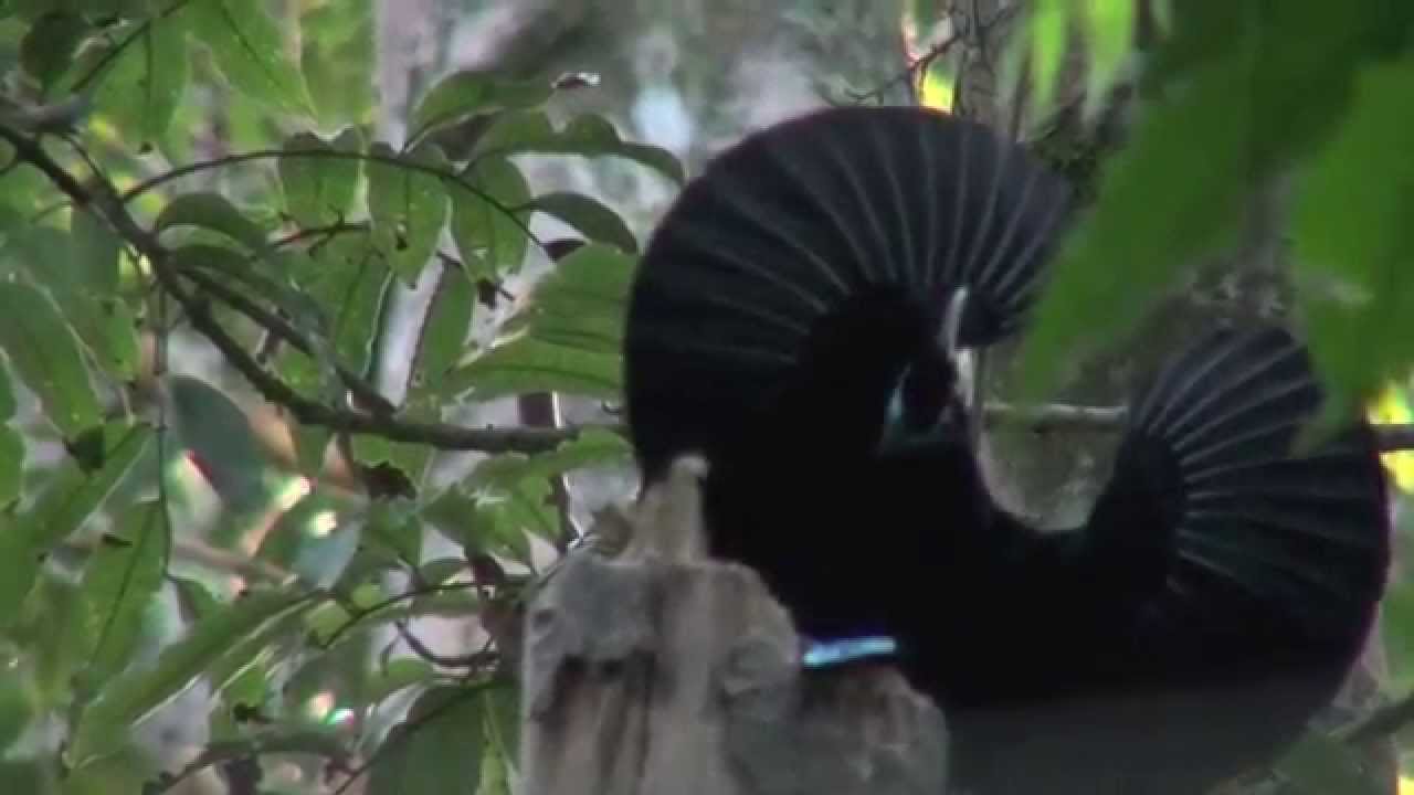 極楽鳥 ～魅惑の求愛ダンス番組紹介ナショナル ジオグラフィックTV