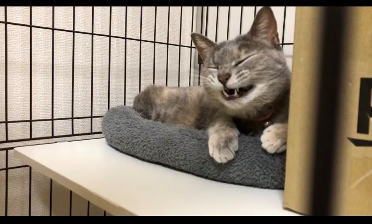 楽天市場LINE追加で5％OFF チャイルドロック クローゼット 引き出し ドア 扉 引き戸 引き出しロック ドアロック ダイヤル式 ベビーガードいたずら ドア開け 指挟み 防止 赤ちゃん 子供 長さ調整可 食器棚 冷蔵庫 地震対策 ホワイト グレー ブラウン ブラック