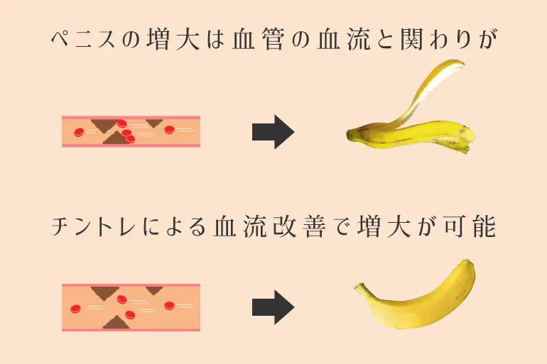 泌尿器科専門医が解説】医学的に安全で効果的なペニス増大法とは