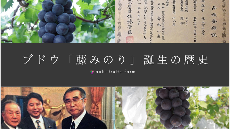 糖度が高く、希少な「藤稔」わかやま新報