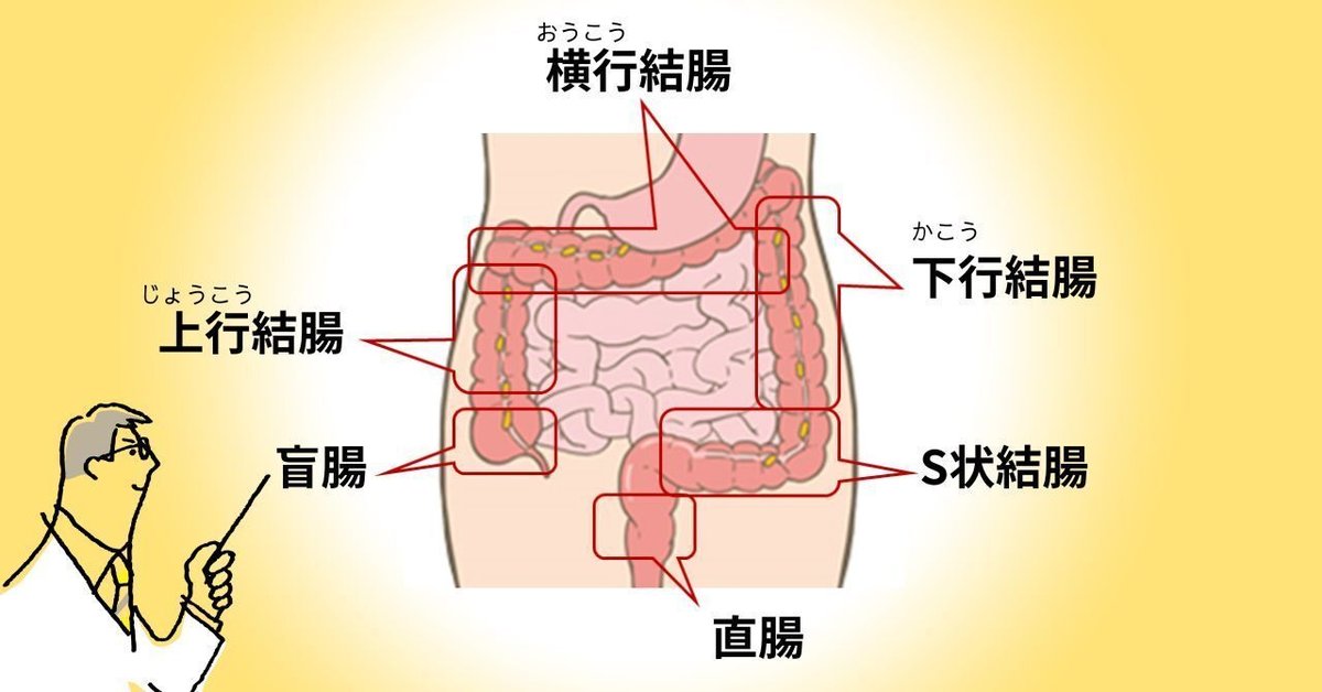 結腸責めって気持ちいいの？やり方やS字結腸の開発オナニーを解説｜風じゃマガジン