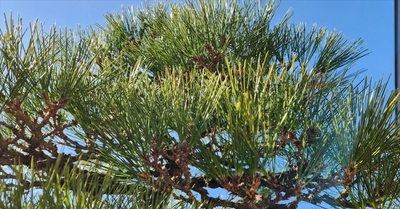 岐阜県の和風庭園・外構・エクステリア・ガーデニング・環境事業なら株式会社庭萬