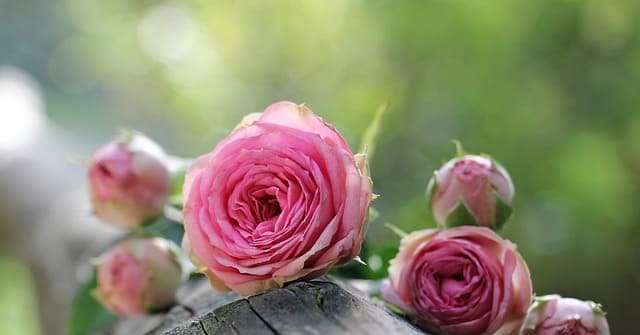 WEGO 2025 SUMMERビジュアルのモデルにBABYMONSTERのメンバー「RUKA」&「ASA」が就任！株式会社ウィゴーのプレスリリース