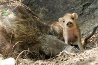 5月21日にキョンの子どもが生まれました😊💓 キョンは大人でも小さいですが、子どもはさらに小さく、白い斑点がみられます。外展示場と寝室を自由に行き来できるようにしているので、タイミングが合えば、見られるかもしれません♩大森山動物園omoriyamazooキョン
