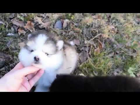 公園の屋外で小さな白い子犬。閉じる。ポンスキー子犬犬。愛らしいミニハスキーの小さな犬Premium写真