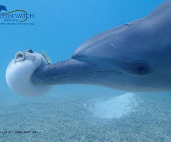 お巡りさんの愛が大きすぎ！ 体格差４３ｃｍカップルのイチャあま性活 いちこ7307944 女性 売買されたオークション情報、Yahoo!オークション 旧ヤフオク!の商品情報をアーカイブ公開 -オークファン aucfan.com