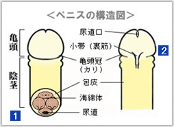 フェラのやり方を漫画で解説！気持ちよくさせるテクニックや種類も紹介