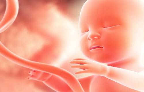 子宮の中の赤ちゃん 胎児 臨月 逆子 Stock VectorAdobe Stock