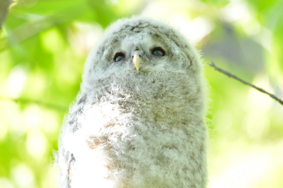 生まれたばかりのフクロウ : r aww