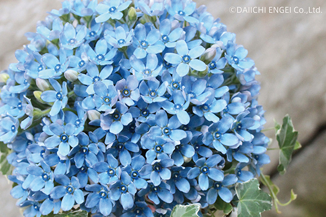 結婚祝いに贈りたい花の花言葉定番やお祝いの意味があるおすすめの花10選🍀GreenSnap グリーンスナップ